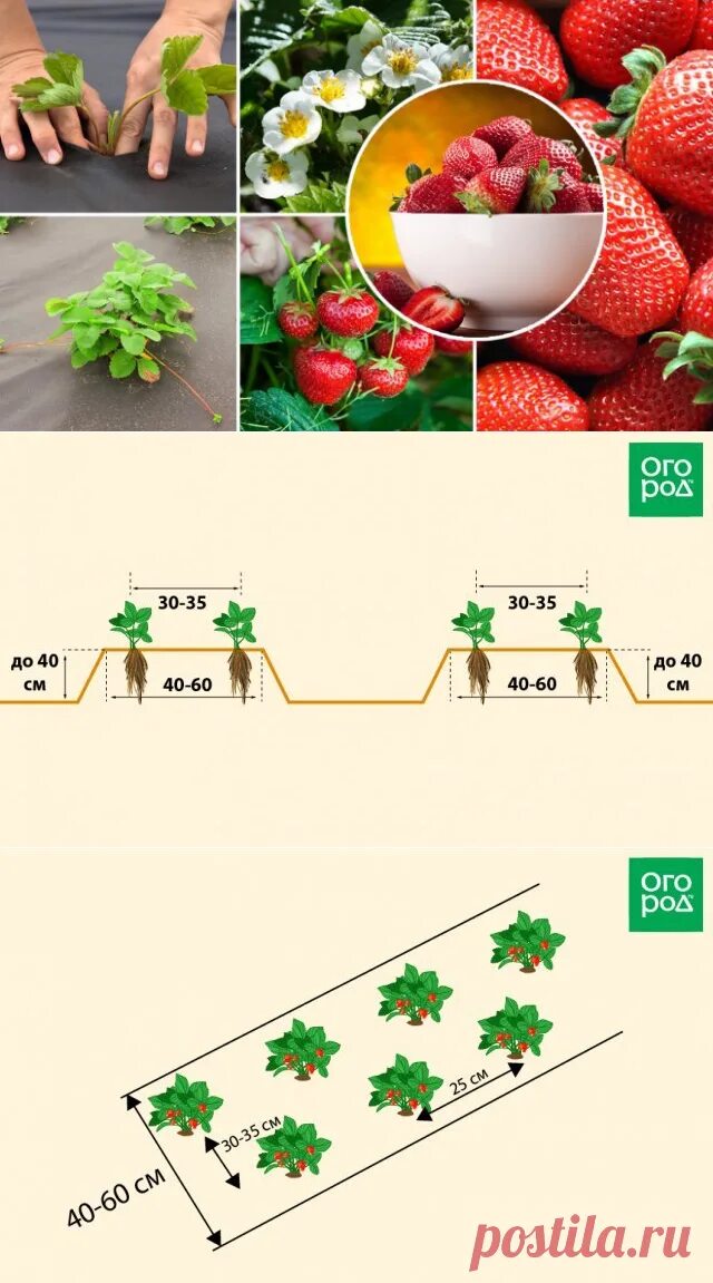 Расстояние грядок клубники. Клубника схема посадки двухстрочная. Посадка клубники. Посадка земляники Размеры. Грядки для клубники.