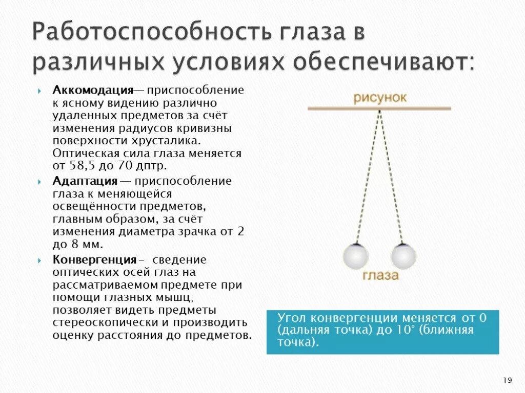 Аккомодация и конвергенция. Конвергенция и аккомодация глаз. Механизм конвергенции глаза. Механизм аккомодации и конвергенции.