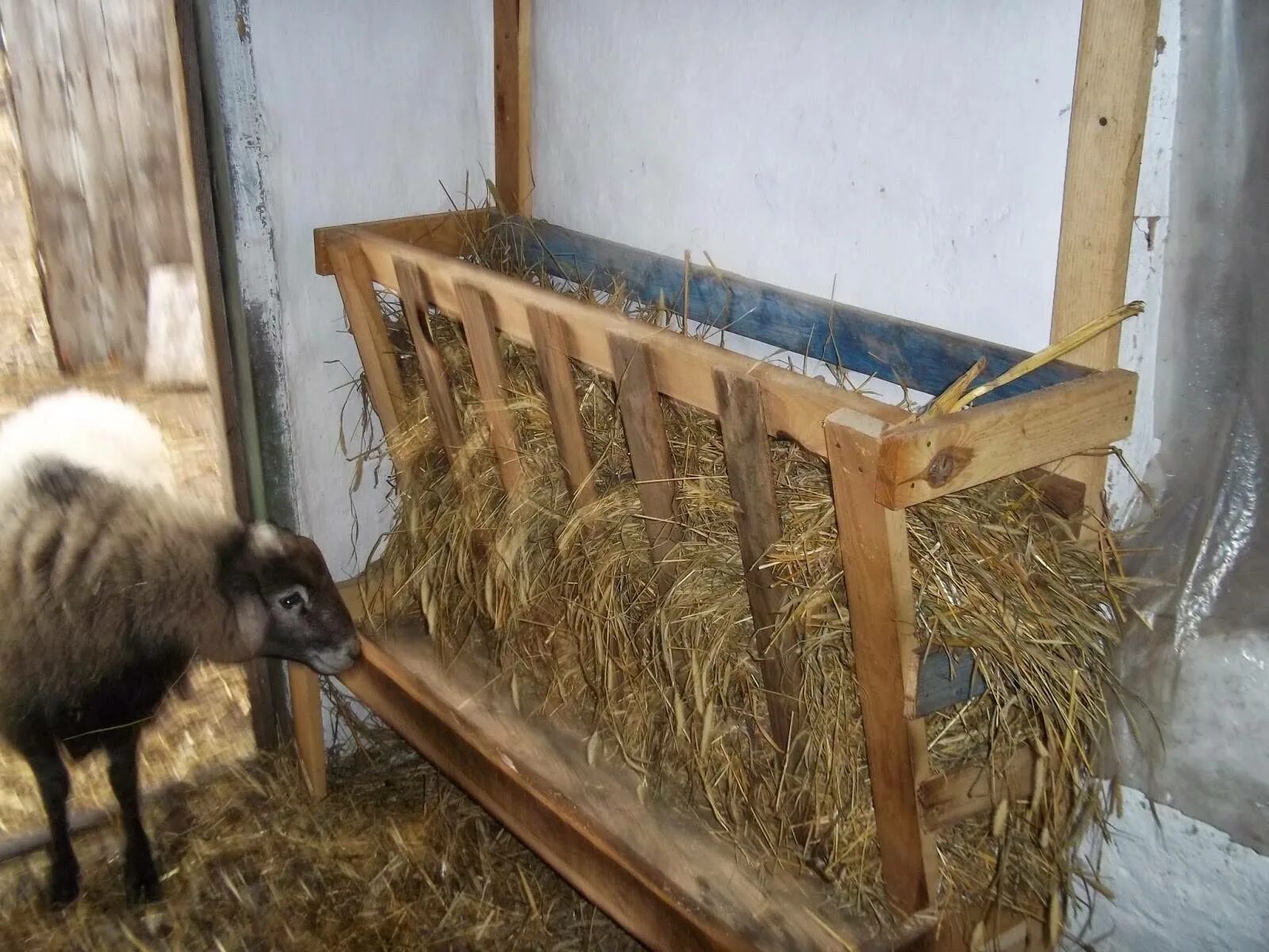 Кормушка сенник для коз. Кормушка для коз. Кормушка для коз под сено. Кормушка для овец для сена. Поилки и кормушки для коз.