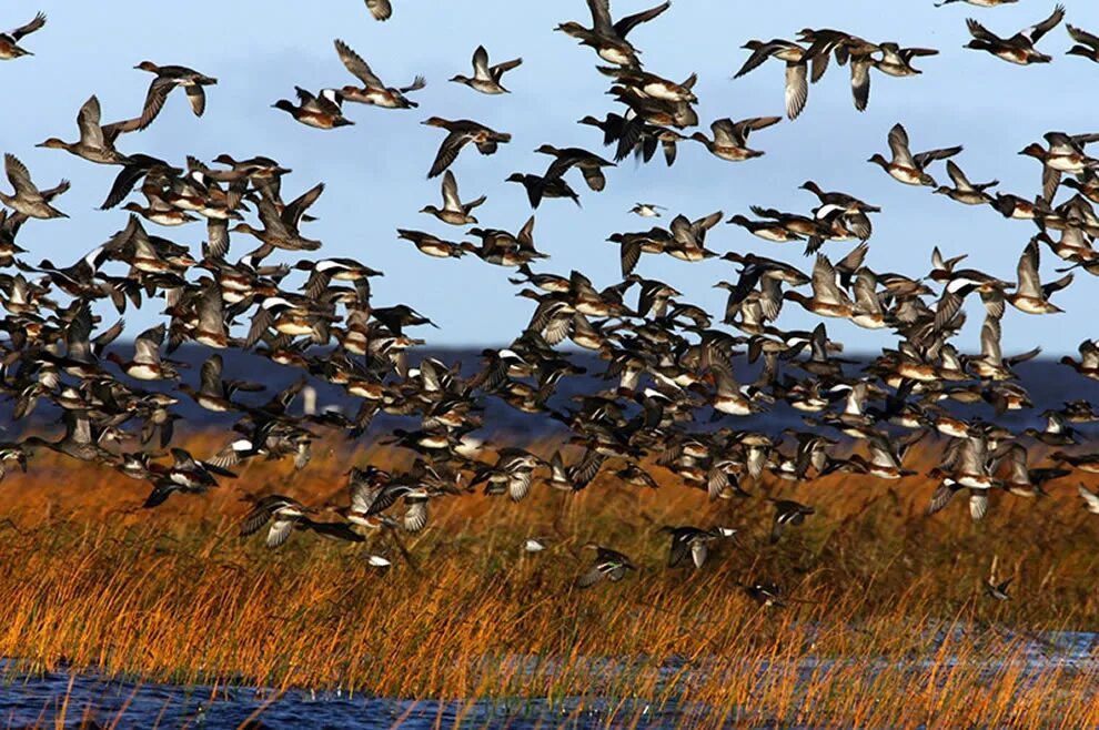 Миграция перелетных птиц. Стайка птиц. Птицы улетают на Юг. Птицы осенью.