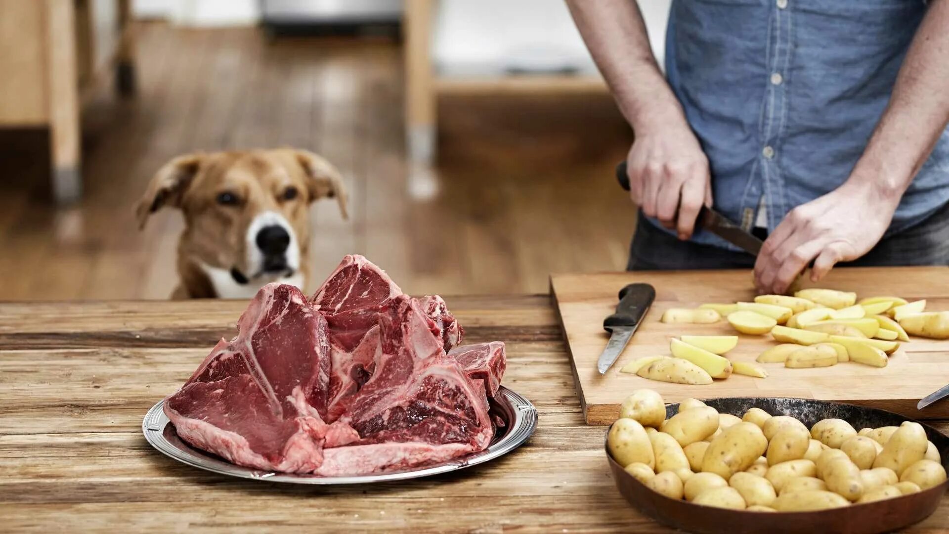Дайте собакам мяса. Натуральная еда для собак. Питание собак.