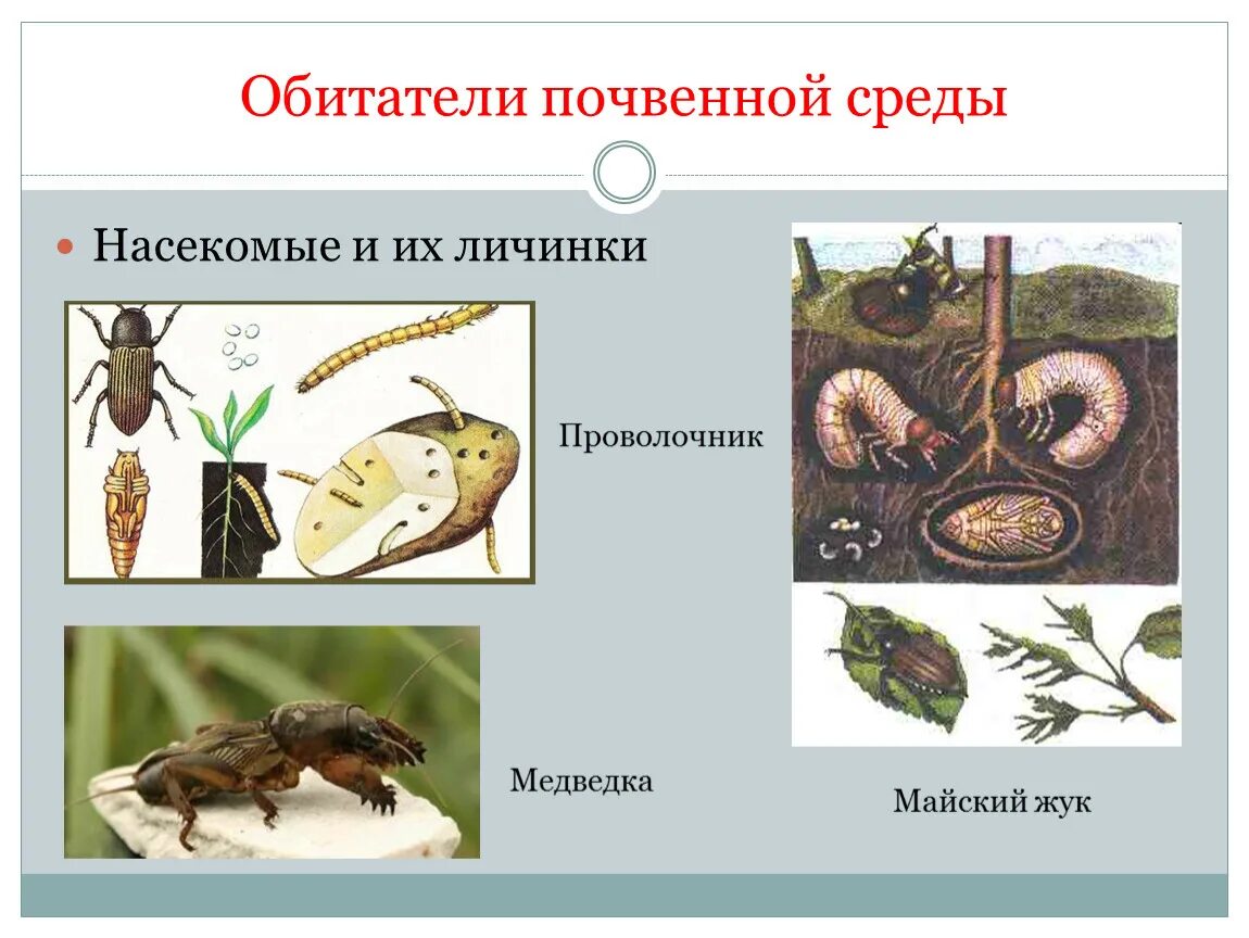 Личинка редуцент. Обитатели почвенной среды. Насекомые обитающие в почвенной среде. Почвенная среда обитания. Обитатели почвенной среды примеры.