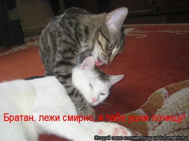 Котик лежит. Спящий человек на диване. Смирно лежать. Человек сидит на диване прямо. Смирно лежать.