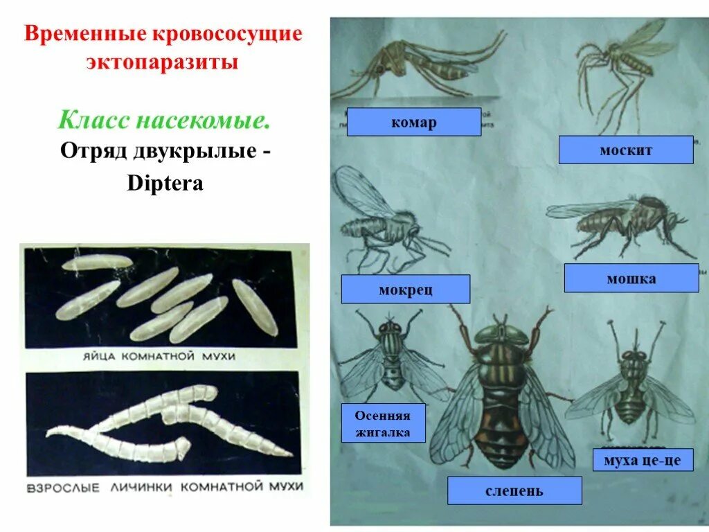Комар какой отряд. Временные кровососущие насекомые. кровососущие двукрылые насекомые. временные кровососущие паразиты. насекомые, временные кровососущие – комары..
