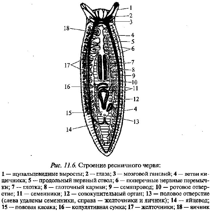 корма судна. плоский срез кормы. вырезка срез. шлюпка четырехвесельная модель сборная деревянная. присасывание судов.