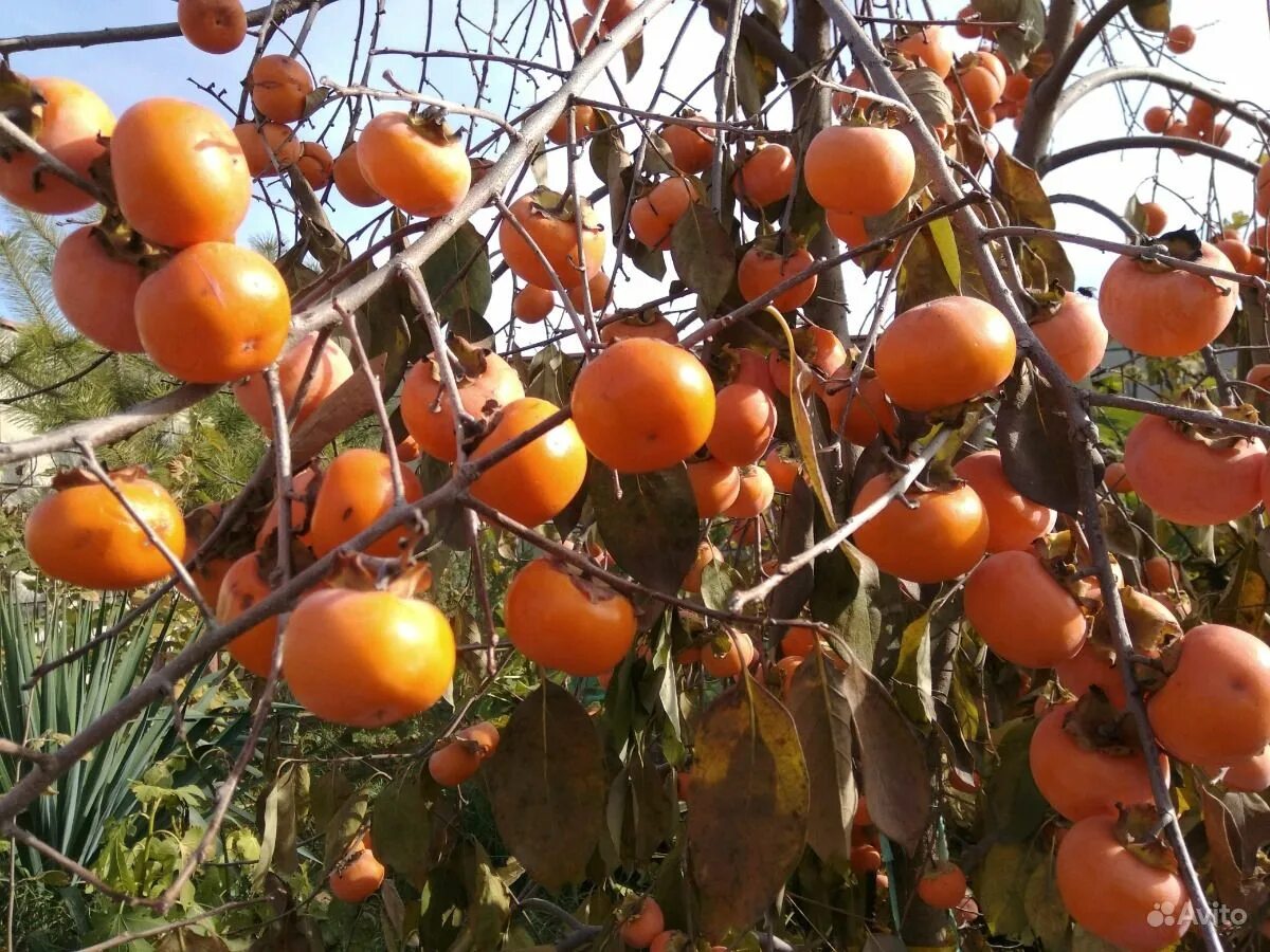 сорта хурмы никитская бордовая. саженцы хурмы россиянка. хурма сорт мидер. хурма россиянка дерево. хурма сорт россиянка.