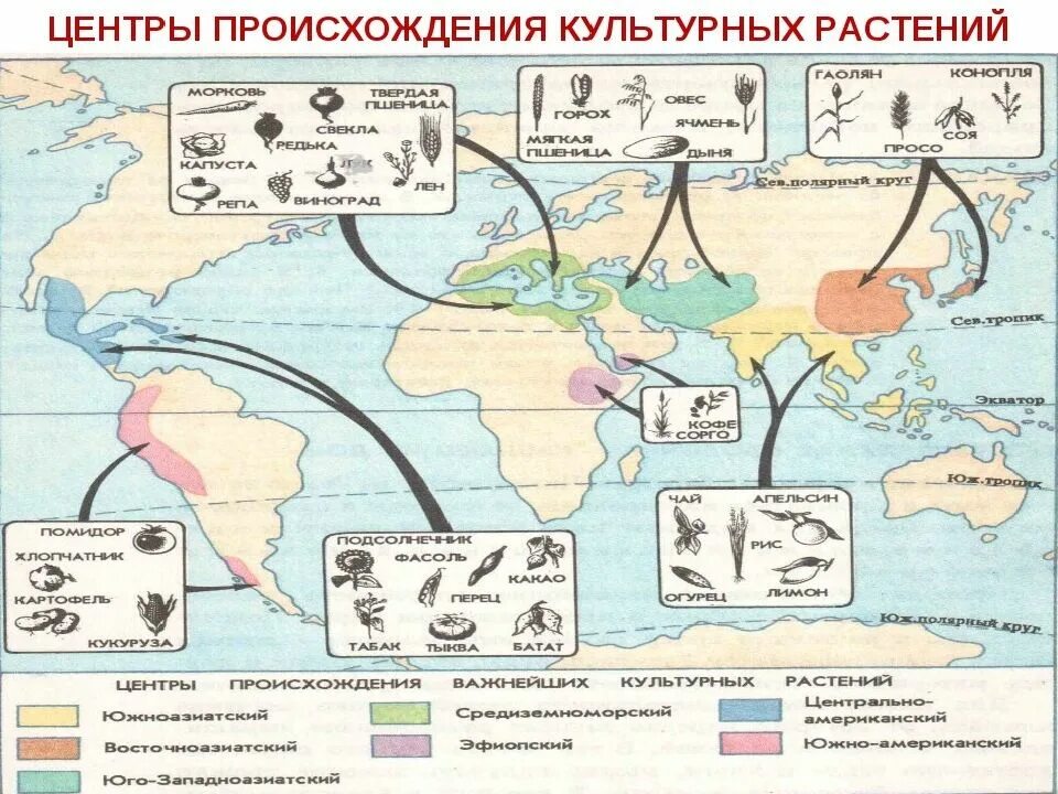 Центры происхождения культурных растений 7 центров. Центры происхождения культурных растений по н.и Вавилову. Центры происхождения культурных растений н и Вавилова. Центры происхождения культурных растений ЕГЭ. Сколько центров происхождения культурных