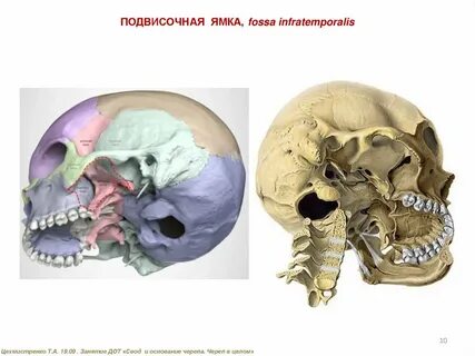 Какие отверстия открываются в подвисочную ямку