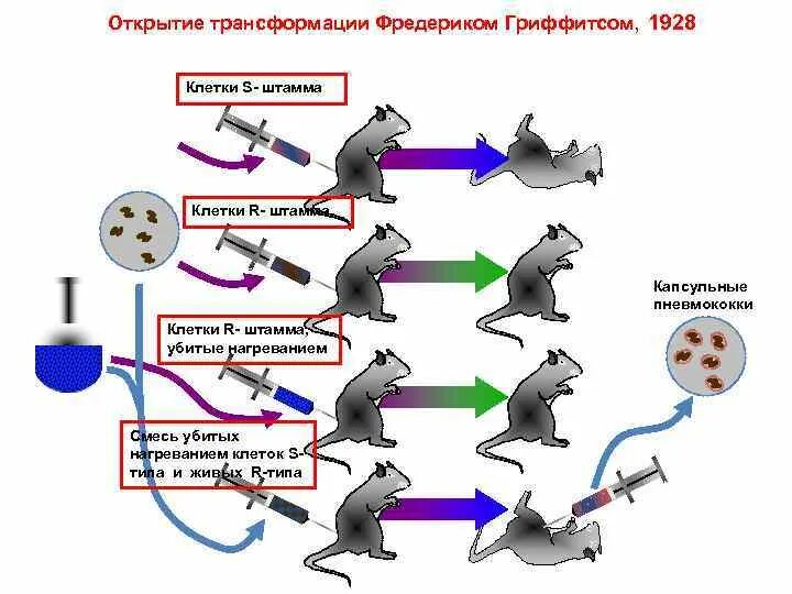 Трансформация кратко. Опыт ф Гриффитса по трансформации in vivo. Опыт Гриффитса по трансформации in vivo кратко. Гриффитс трансформация бактерий. Трансформация у бактерий мыши.