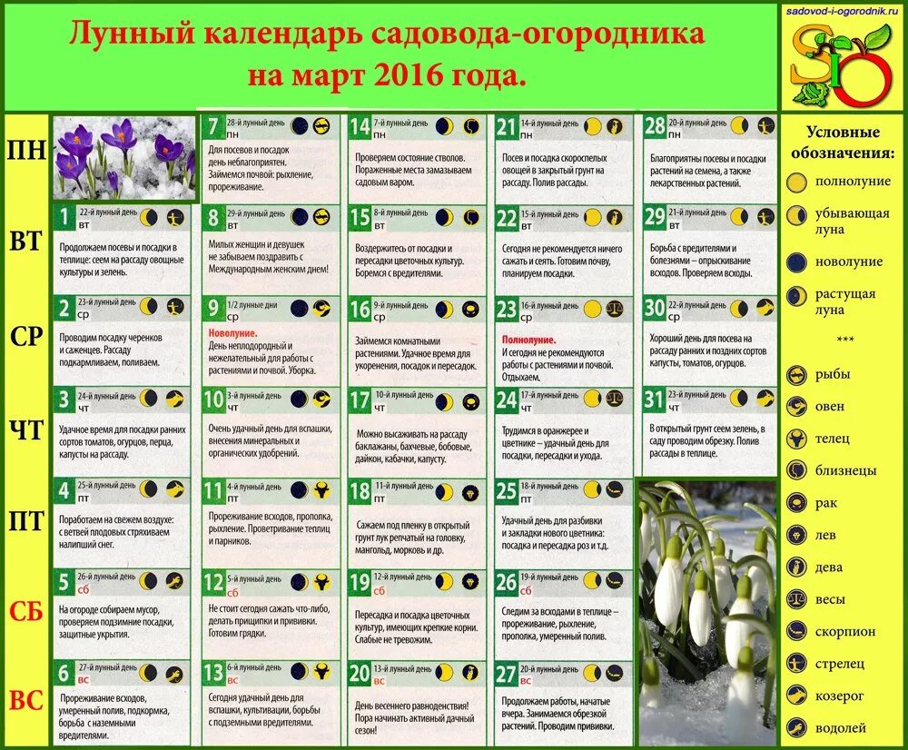 Благоприятные дни для посева томатов на рассаду. Благоприятные дни для пикировки рассады в марте 2025 года. лунный календарь для посадки рассады. благоприятные дни для высадки рассады томатов. благоприятные дни для посадки томатов.