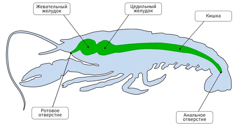 Пищ система членистоногих. Членистоногие схема пищеварительной системы. Пищеварительная система членистоногих 7 класс. Пищеварительная система система ракообразных. Пищеварительная система членистоногих схема.