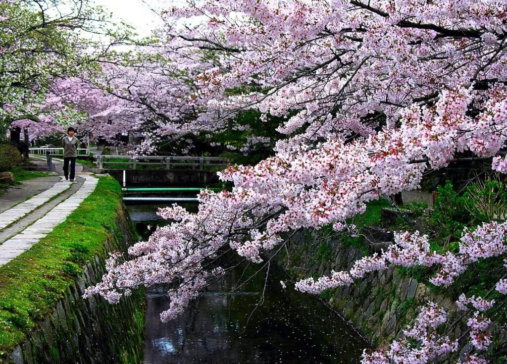 фестиваль цветения сакуры в японии. черри блоссом в токио. под цветущей сакурой. под цветущей сакурой. цветение сакуры и девушка.