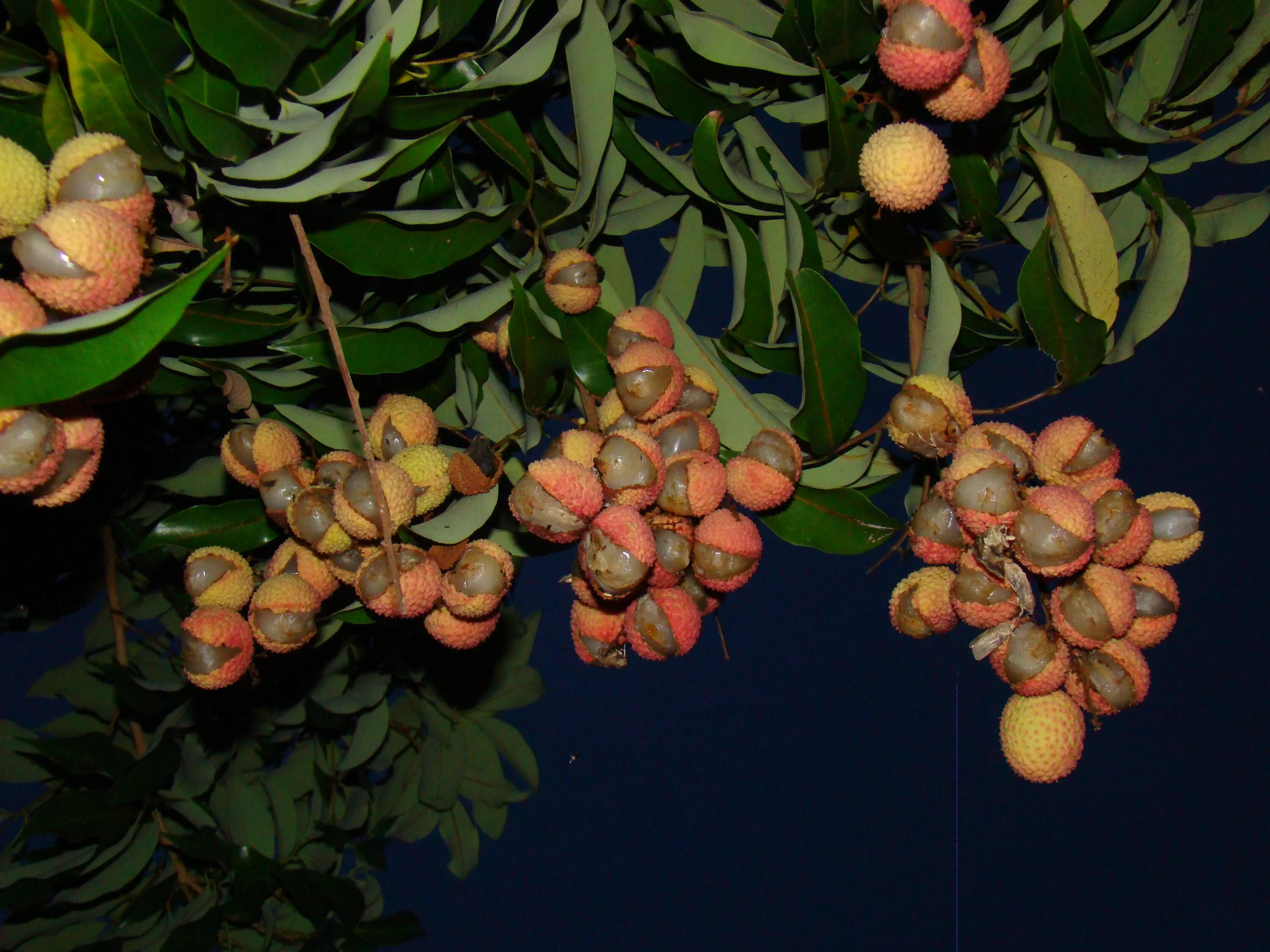 Личи дерево. Лиана личи. Личи где и как растет выглядит дерево. Личи литчи китайская слива. Китайские личи дерево.