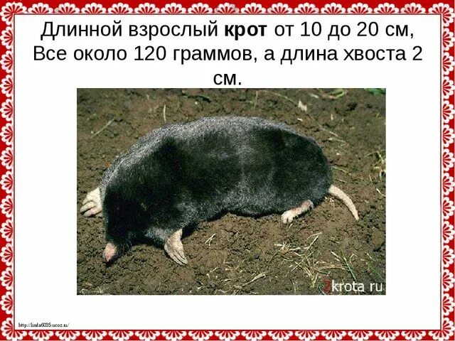 Особенности внешнего строения крота. Кроты слепые. информация о кроте. вес крота обыкновенного. слепые землекопы презентация.
