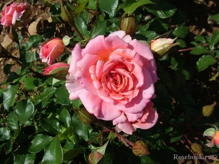 дрим уивер энциклопедия. дрим уивер энциклопедия. дрим уивер энциклопедия. роза сорт дрим уивер. роза сорт дрим уивер.