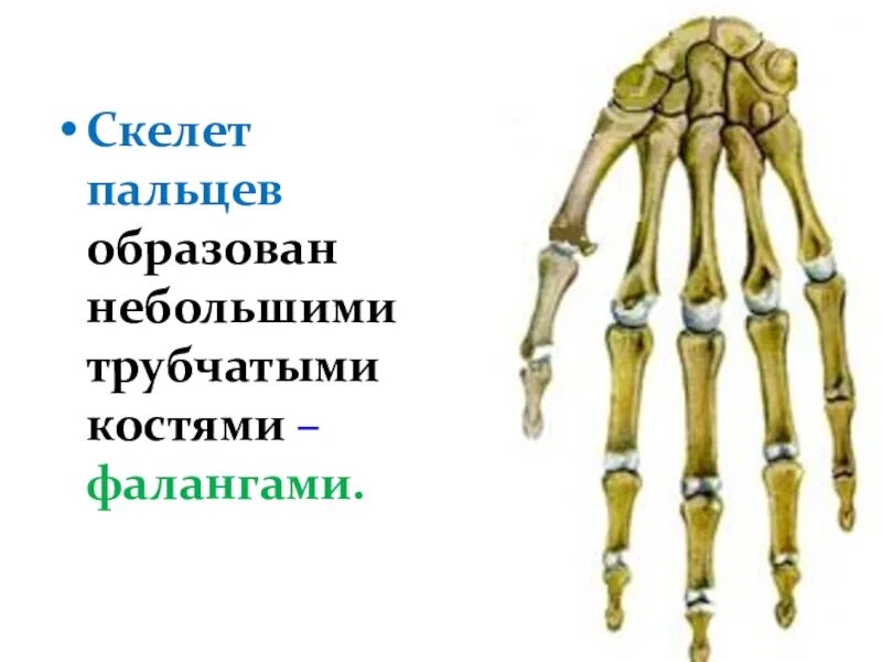 Скелет человека трубчатые кости. Фаланги пальцев трубчатые кости. Пальцы скелета. В скелет человека фаланги пальцев. Трубчатые кости верхних и нижних конечностей.