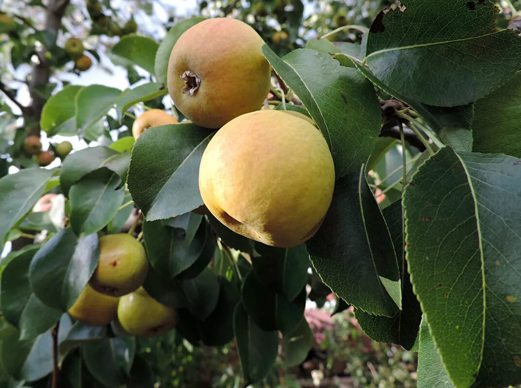 дикая груша дичка. дикая уссурийская груша. груша уссурийская pyrus ussuriensis maxim. дика груша. дика груша.