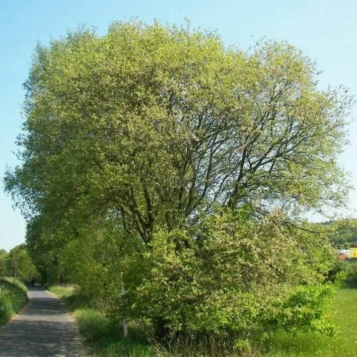 Бредина 6 букв. Ива бредина (Salix caprea). Ива Козья Salix caprea. Ива бредина медонос. Ива Козья бредина.