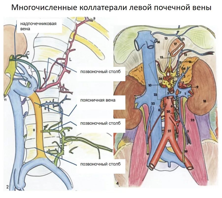Расширение семенной вены. Почечная Вена и нижняя полая Вена. Почечная Вена анатомия. Нижняя полая Вена отток крови. Коллатерали почечной вены.
