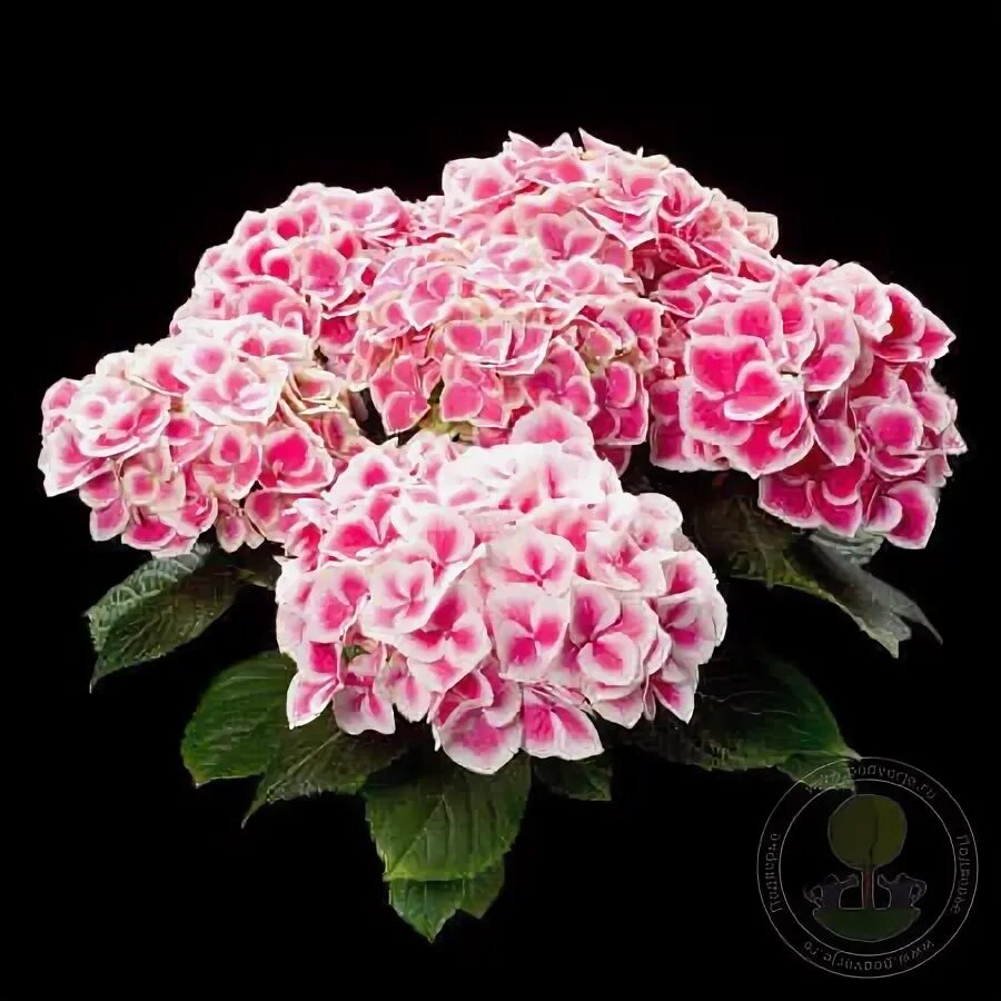 Гортензия ред айс фото и описание Planting hydrangeas, Hydrangea garden, Growing hydrangeas