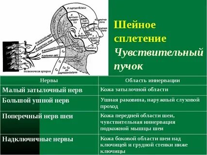 Затылочный нерв лечение