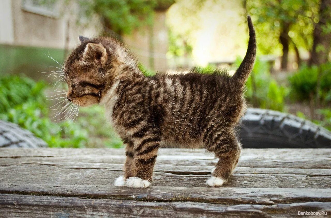 Мейн кун кремовый солид кошка. Обычный рыжий котенок. Мейн-кун котёнок рыший. Мейн кун рыжий. Курильский бобтейл кошка.