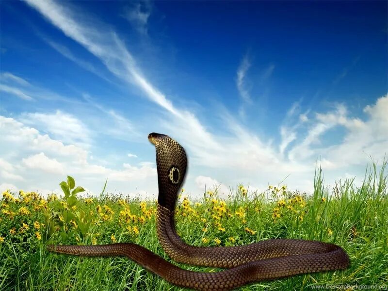 Скачай красивая кобра. Королевская Кобра. Тайпан змея. Королевская Кобра в джунглях. Красивая Кобра.