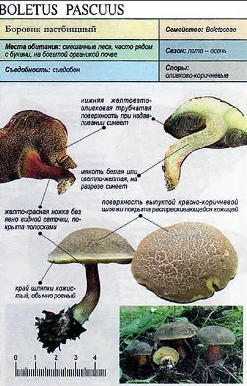 Моховик пестрый трещиноватый. Боровик и моховик разница. Боровик и моховик грибы отличие. Боровик пастбищный. Боровик описание