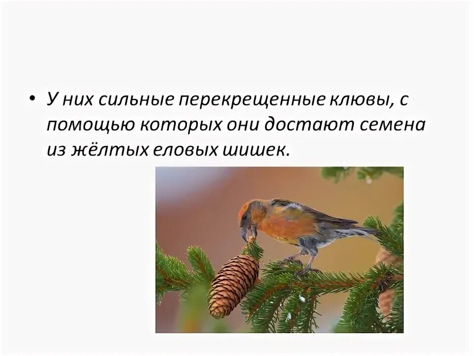 Обучающее изложение клесты 3 класс. Изложение 3 класс клесты школа россии. изложение 3 класс про клестов. изложение 3 класс 2 четверть клесты. крапивное семя сжатое изложение.