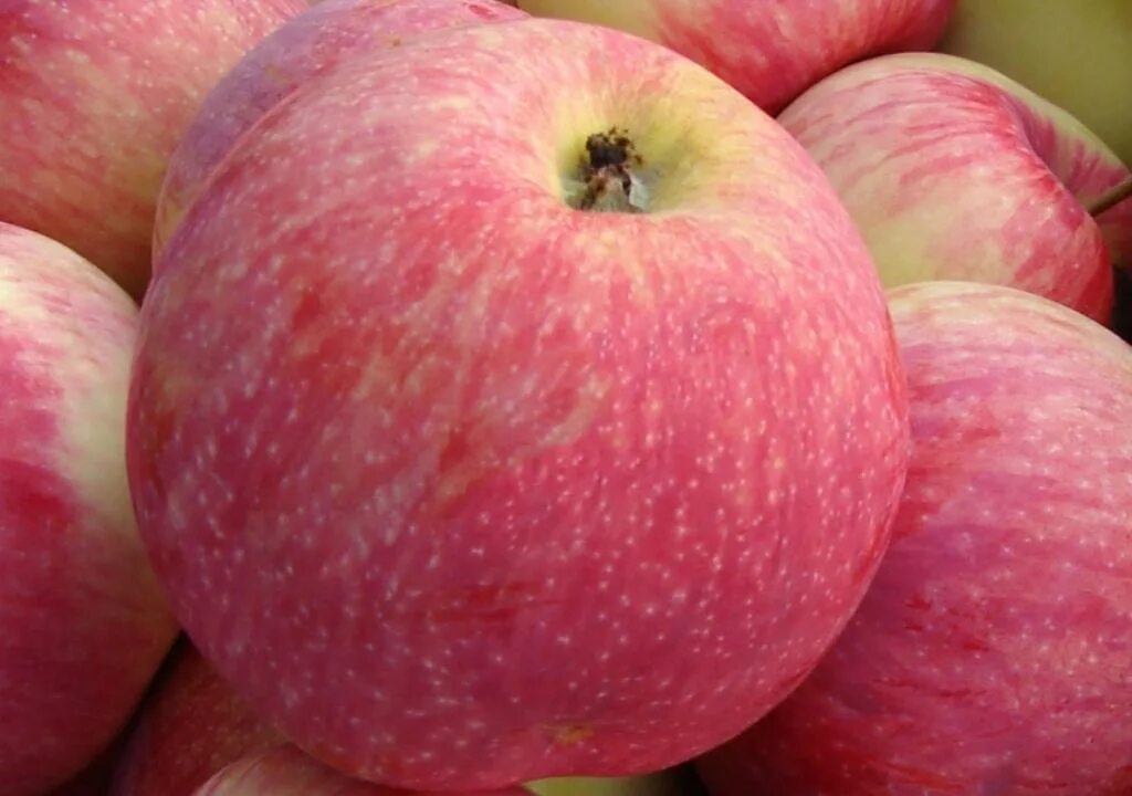 Купить яблоня мельба