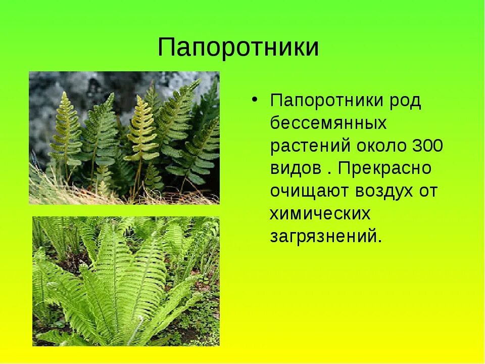 Приведите по три примера растений папоротниковидные. Папоротники названия. Папортникиих названия. Папоротникообразные растения. Виды папоротников названия.