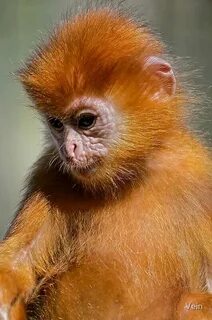 Orange monkey chrome extensions