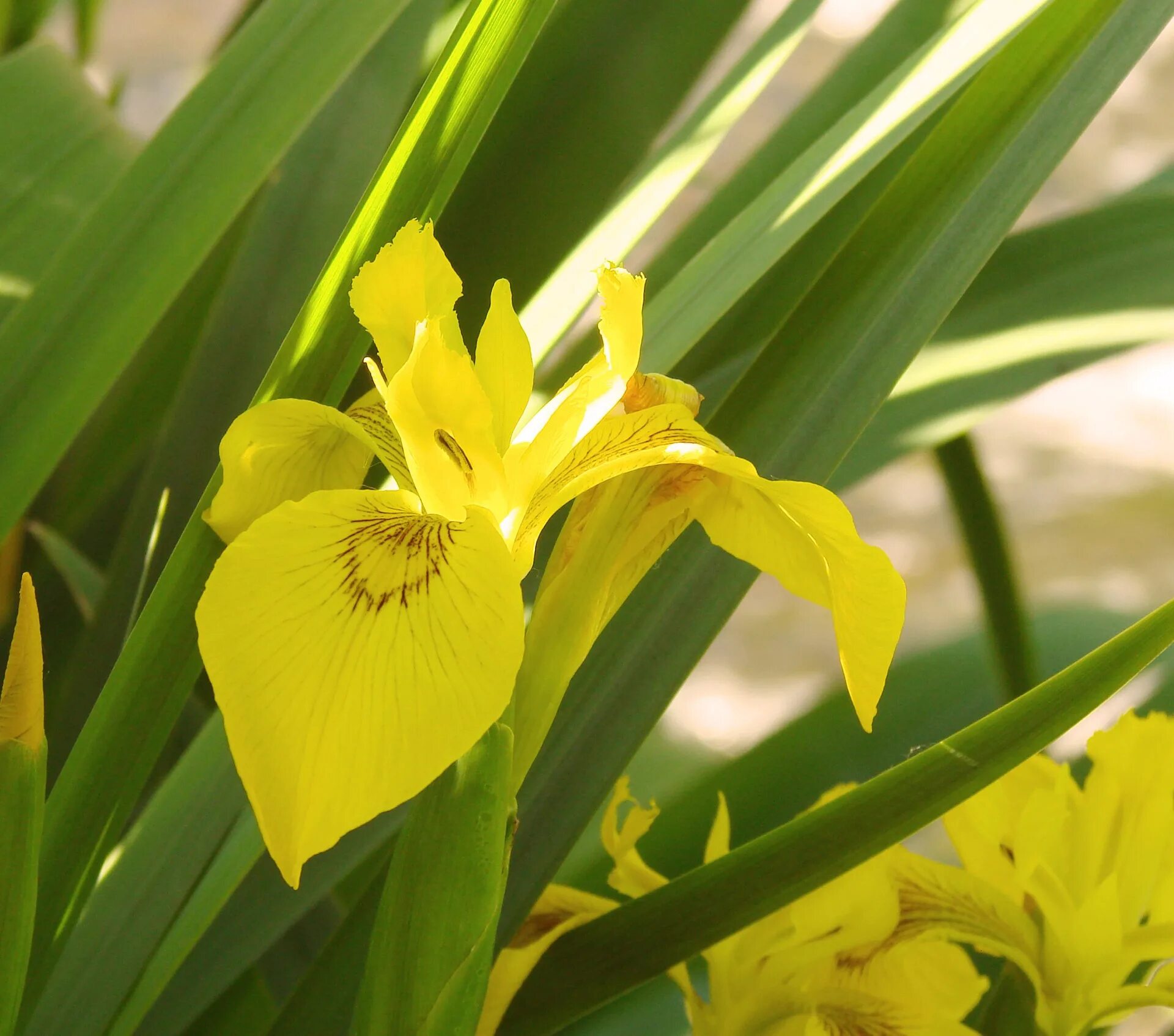 Pin by Bella Giardino Landscape and G on The Flowers We Love Iris garden, Iris f