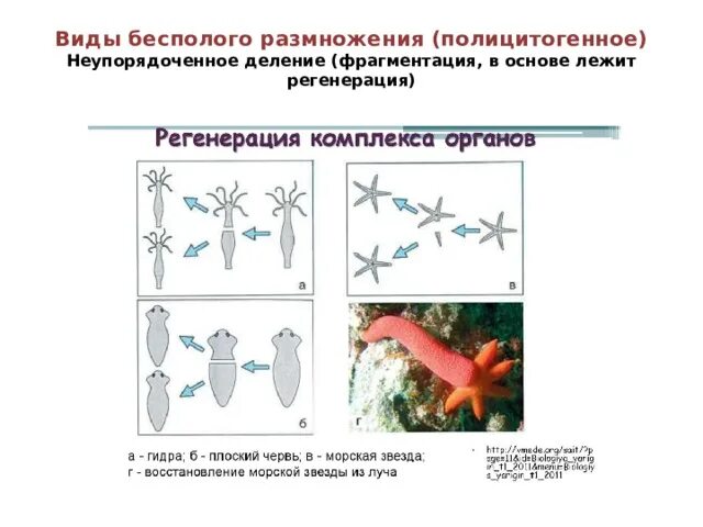 Деление лежащие в основе бесполого размножения. Фрагментация бесполое размножение. Плоские черви фрагментация. Бесполое размножение фрагментация рисунок. Фрагментация бесполое размножение схема.