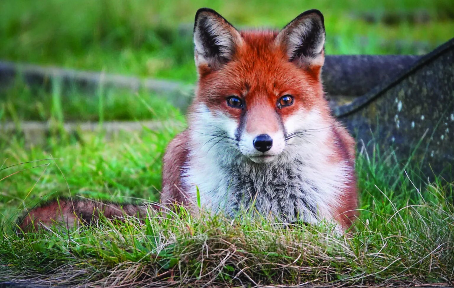 Fox because