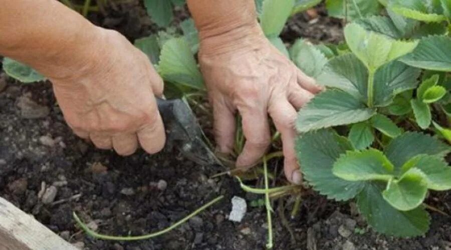 Когда можно пересаживать клубнику на другое. Кусты клубники весной. Пересадить клубнику. Как пересадить клубнику. Куст клубники пересадки весной.