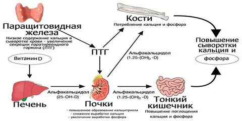Паратгормон и кальций