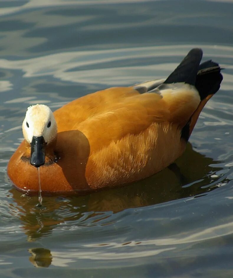 Good duck. Красная утка Огарь. Породы уток Огарь. Утка водоплавающая птица кряква. Утки породы кряква.