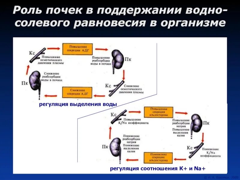 Регуляции водно солевого обмена в организме человека. Регуляция водно-солевого равновесия роль почек. Регуляция водно-солевого баланса организма. Регуляция водного баланса в организме. Роль почек в регуляции водно-солевого баланса.