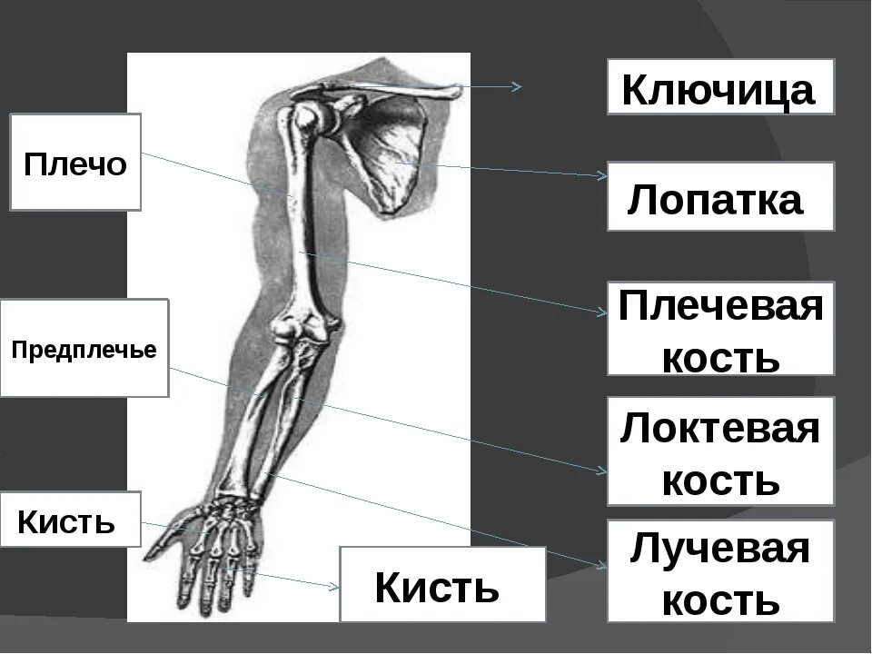 Части руки человека. Плечо и предплечье анатомия. Кости плеча и предплечья анатомия. Кисть руки анатомия строение костей с предплечьем. Строение руки человека с названиями плечо предплечье.