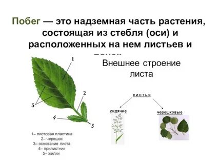 Группа растений побеги листья