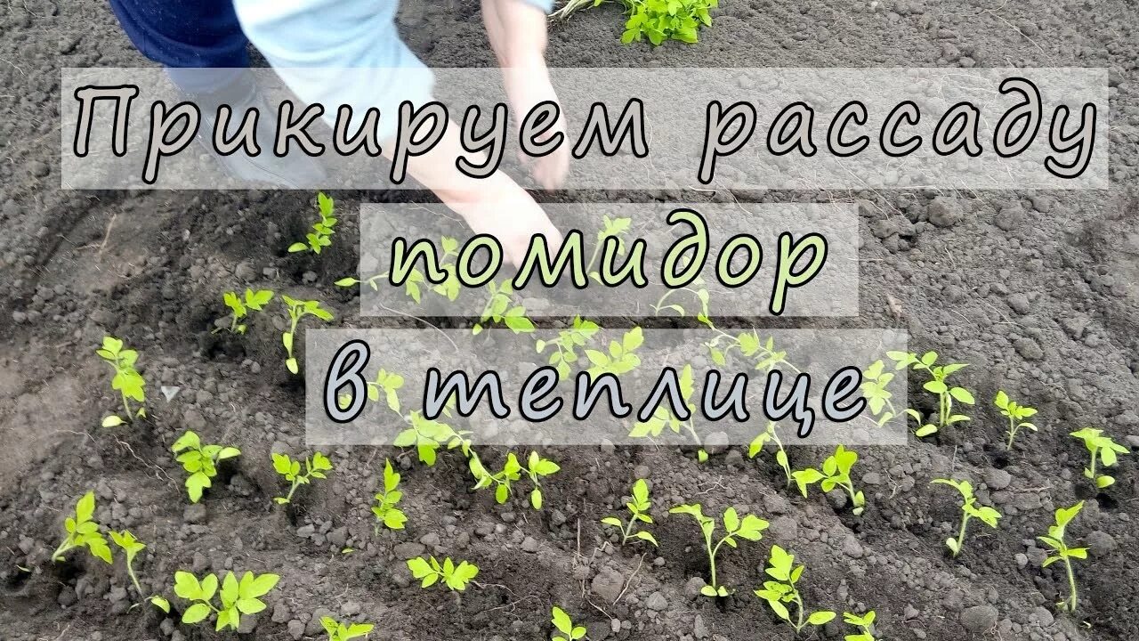 Когда пикировать помидоры в апреле. Пикировать рассаду помидор. Пикировка рассады в парник. Пикируем рассаду в парник. Теплица для пикирование.