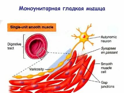 Гладкие мышцы