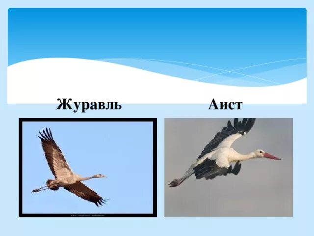 Журавль и Аист. Цапля и Аист. Аист или журавль. Журавль Аист цапля различия.