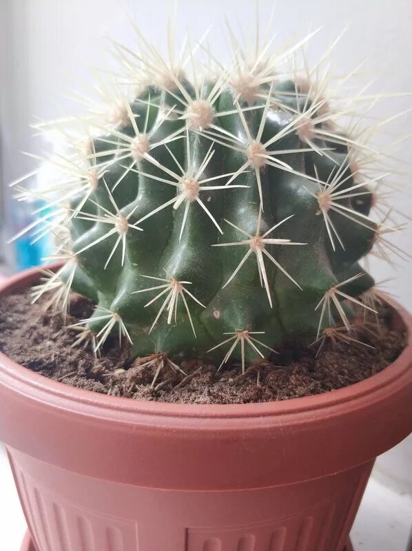 фузариоз кактуса. кактус болен. болезни кактусов. опунция вульгарис. гниль на гимнокалициум.