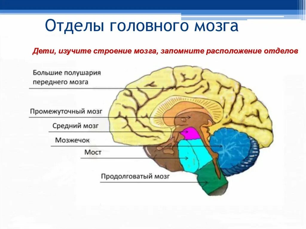 Головного мозга на ранних. Функциональные отделы головного мозга. Пять основных отделов головного мозга. Строение и функции отделов головного мозга человека. Головной мозг состоит из 5 отделов.
