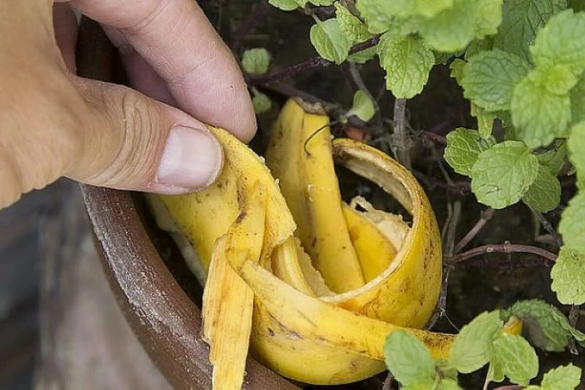 Кожура банана для полива комнатных. Удобрение из банановой кожуры. Удобрение из банановых шкурок для комнатных цветов. Удобрение из банановой кожуры для комнатных растений. Удобрение из кожуры банана для комнатных.