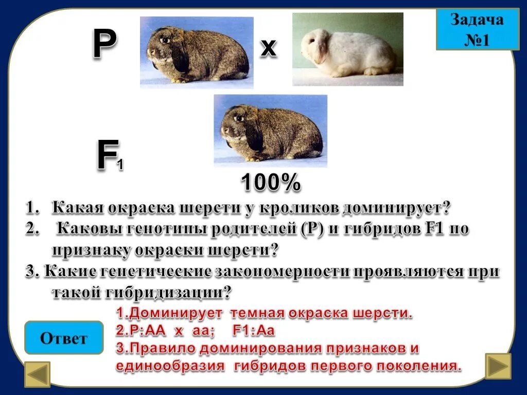 Каковы генотипы родителей и гибридов первого поколения. Задачи по генетике кролики. Генетическая задача с кроликами. Генотипы кроликов. Окраска шерсти у кроликов.