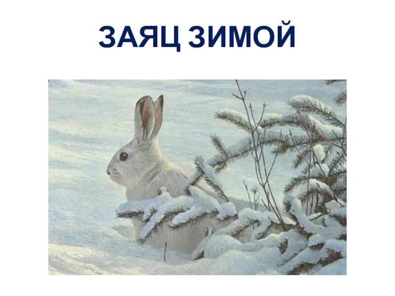 Заяц зимой. Заяц зимой для детей. Заяц зимой рисунок для детей. Заяц зимой для дошкольников. Зайцы зимой живут возле деревни впр ответы