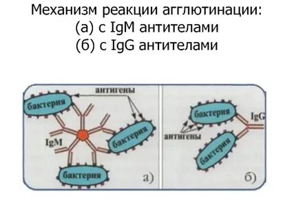 Ра реакция